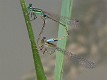 Ischnura senegalensis in cop-